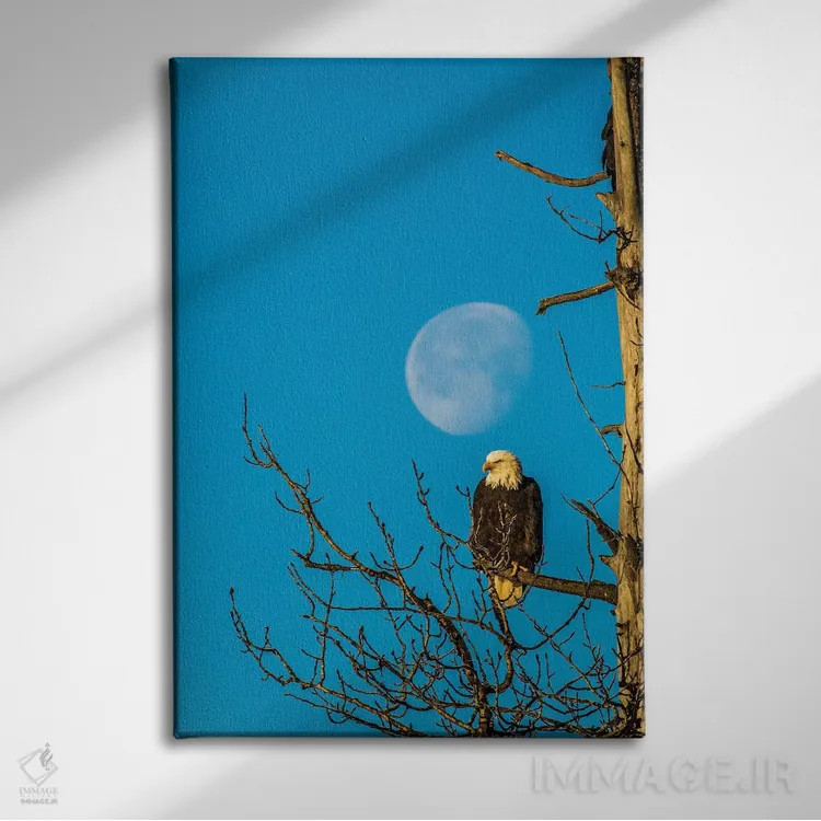 تابلو دکوراتیو Alaska, Chilkat Bald Eagle Preserve, bald eagle and moon,ایا… اثر جینز گالری - نمای روبهرو روی دیوار