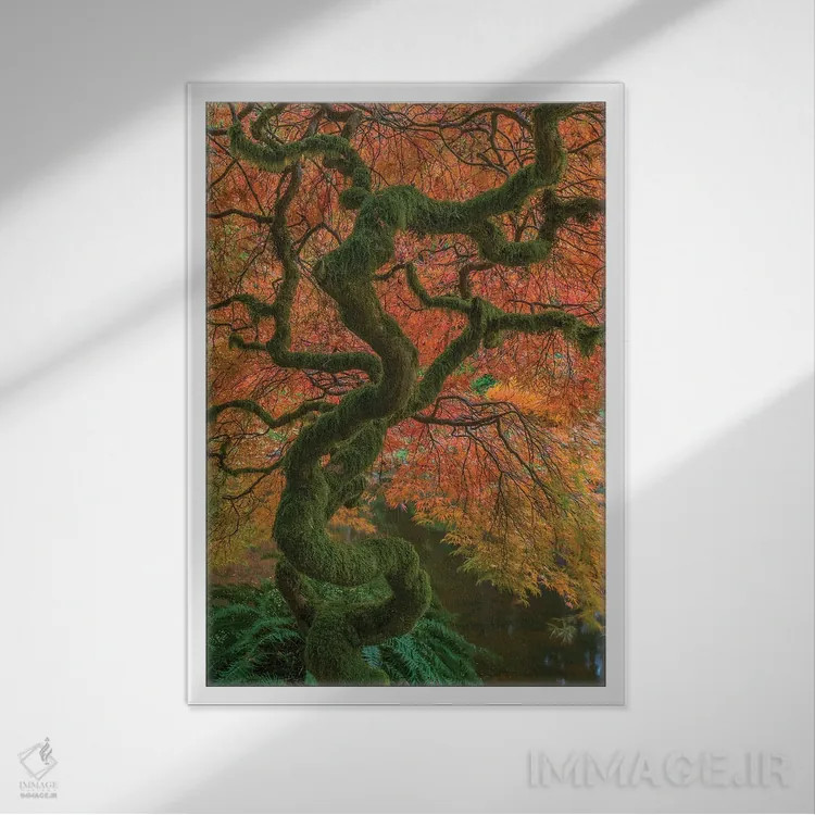 تابلو دکوراتیو Washington State, Bainbridge Island. Japanese maple tree in… اثر جینز گالری - نمای قابدار سفید