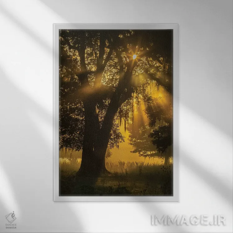 تابلو دکوراتیو Louisiana, Lake Martin. Tree silhouette in foggy sunrise.,آم… اثر جینز گالری - نمای قابدار سفید