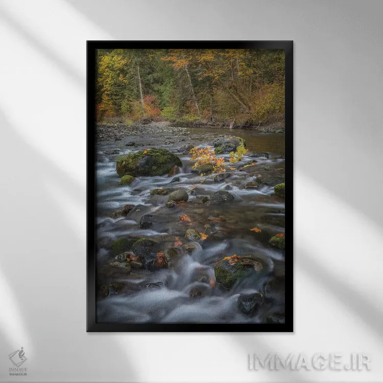 تابلو دکوراتیو Washington State, Olympic National Forest. Fall forest color… اثر جینز گالری - نمای قابدار مشکی