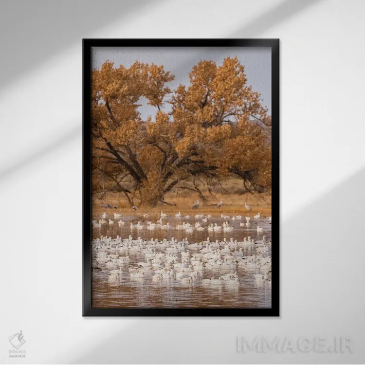 تابلو دکوراتیو New Mexico, Bosque Del Apache National Wildlife Refuge. Floc… اثر جینز گالری - نمای قابدار مشکی
