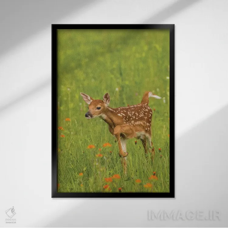 تابلو دکوراتیو Minnesota, Pine County. Captive fawn.,آمریکا، مینه سوتا، شهر… اثر جینز گالری - نمای قابدار مشکی