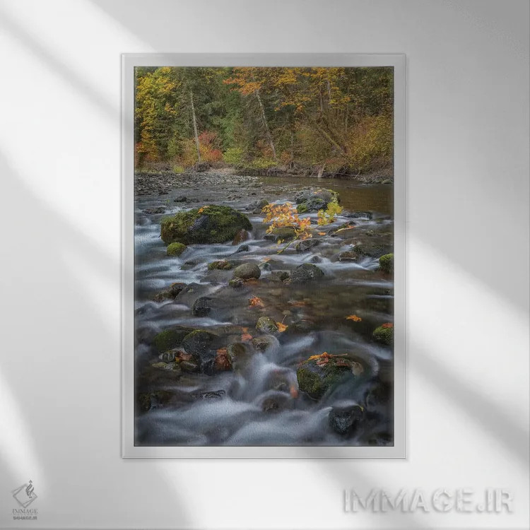 تابلو دکوراتیو Washington State, Olympic National Forest. Fall forest color… اثر جینز گالری - نمای قابدار سفید