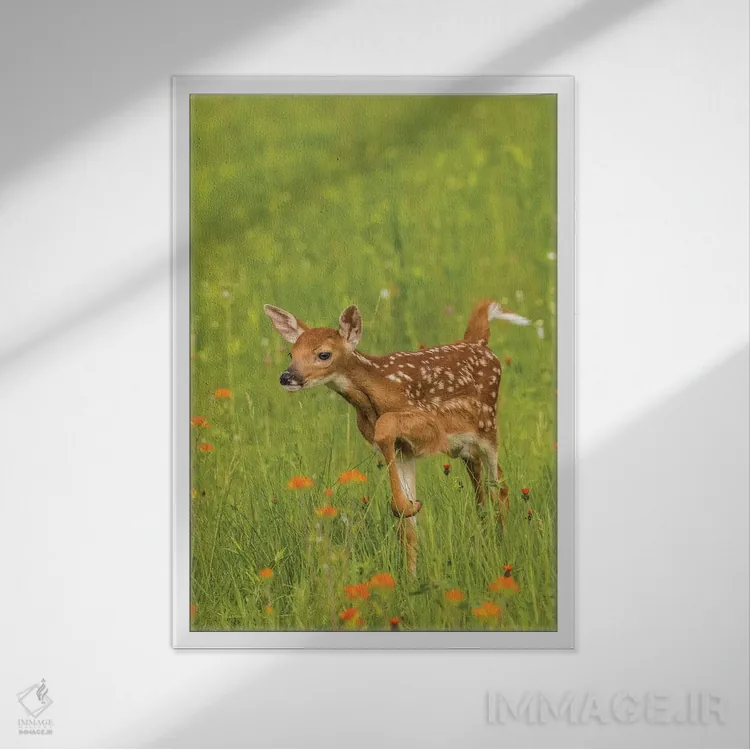 تابلو دکوراتیو Minnesota, Pine County. Captive fawn.,آمریکا، مینه سوتا، شهر… اثر جینز گالری - نمای قابدار سفید