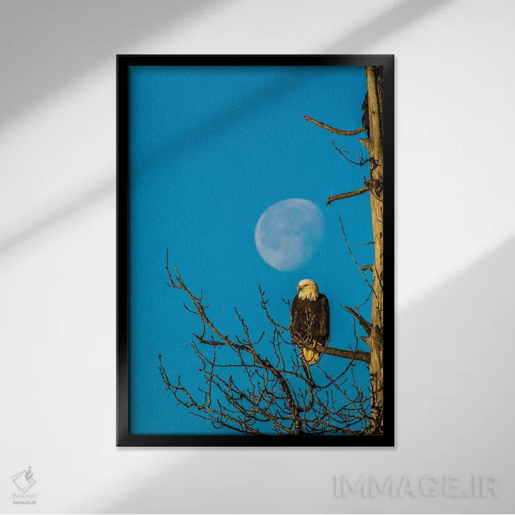تابلو دکوراتیو Alaska, Chilkat Bald Eagle Preserve, bald eagle and moon,ایا… اثر جینز گالری - نمای قابدار مشکی