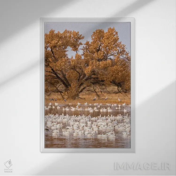 تابلو دکوراتیو New Mexico, Bosque Del Apache National Wildlife Refuge. Floc… اثر جینز گالری - نمای قابدار سفید