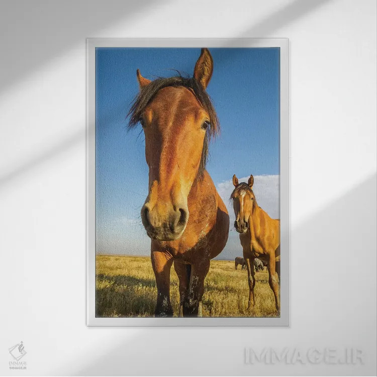 تابلو دکوراتیو Utah, Tooele County. Wild horses close-up.,ایالات متحده، یوت… اثر جینز گالری - نمای قابدار سفید