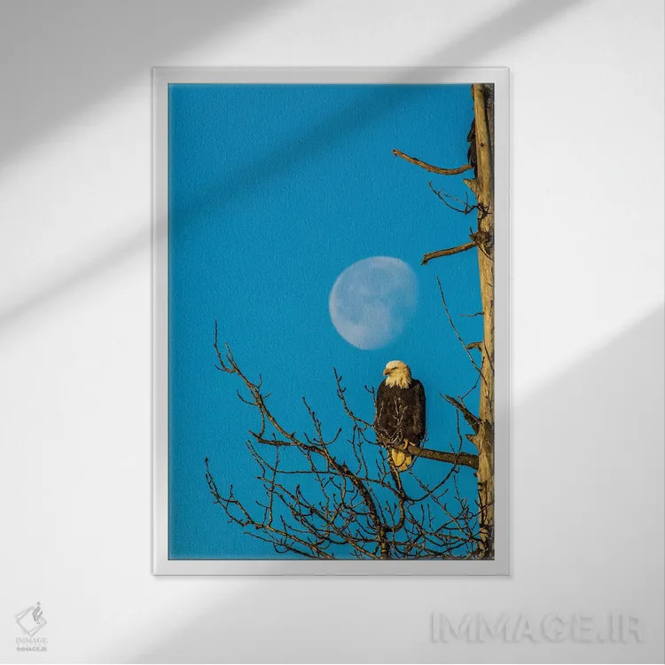 تابلو دکوراتیو Alaska, Chilkat Bald Eagle Preserve, bald eagle and moon,ایا… اثر جینز گالری - نمای قابدار سفید