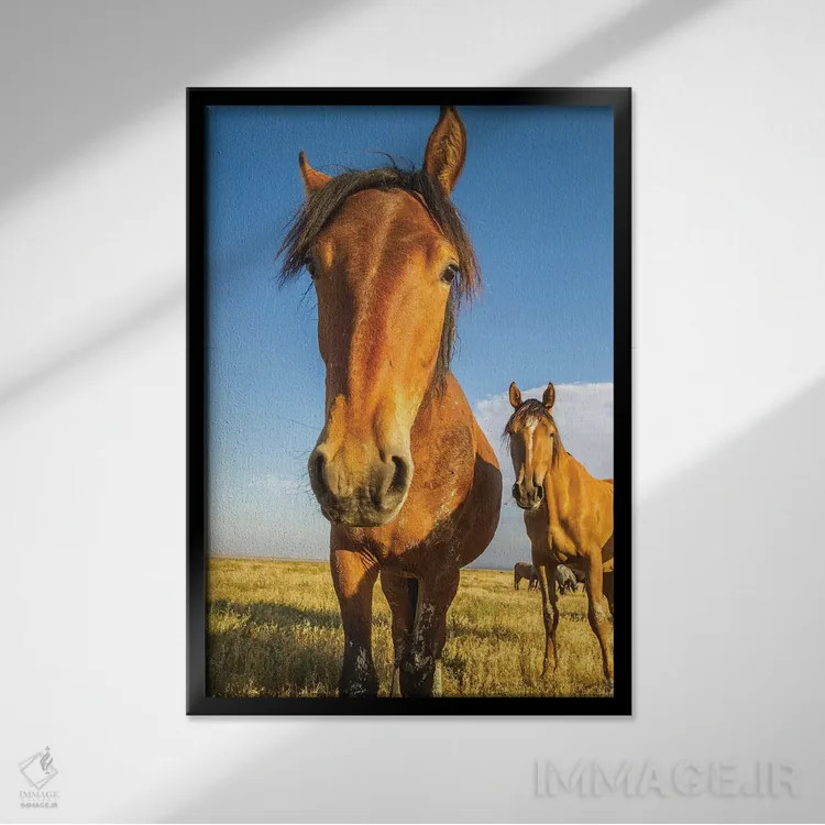 تابلو دکوراتیو Utah, Tooele County. Wild horses close-up.,ایالات متحده، یوت… اثر جینز گالری - نمای قابدار مشکی