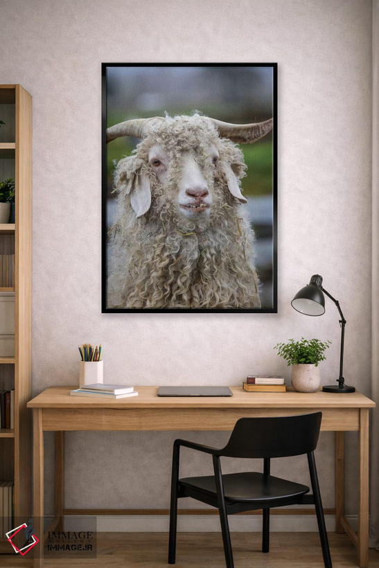 تابلو دکوراتیو Oregon. Old goat close-up.,ایالات متحده، اورگن. نمای نزدیک ب… اثر جینز گالری - D1B