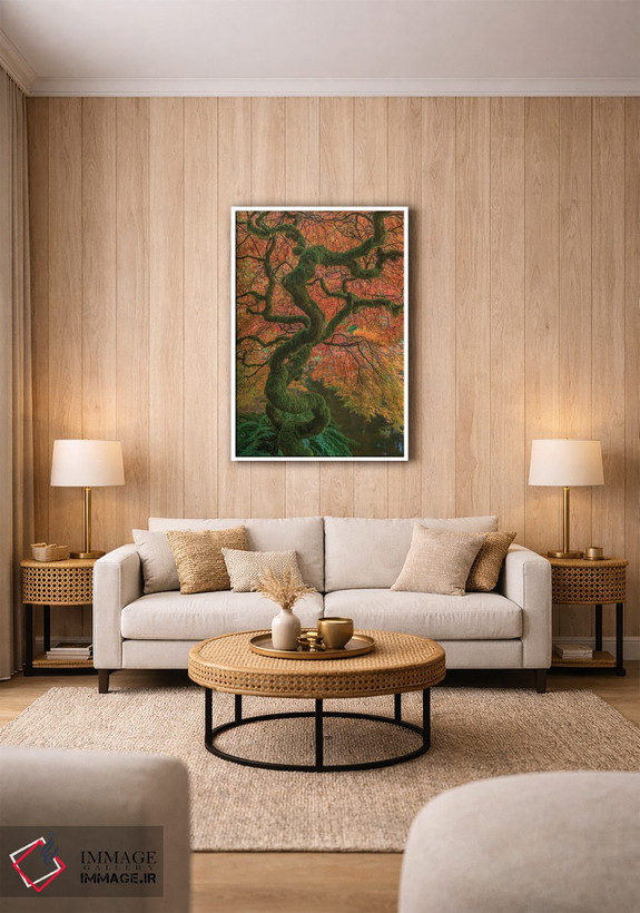 تابلو دکوراتیو Washington State, Bainbridge Island. Japanese maple tree in… اثر جینز گالری - D1W