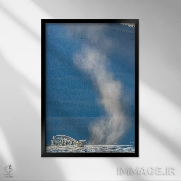تابلو دکوراتیو Alaska, Tongass National Forest. Humpback whale dives after… اثر جینز گالری - نمای قابدار مشکی