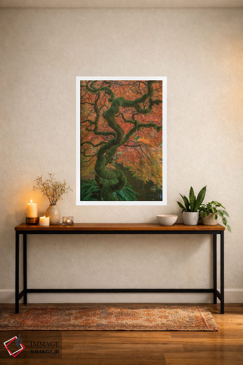 تابلو دکوراتیو Washington State, Bainbridge Island. Japanese maple tree in… اثر جینز گالری - D3W