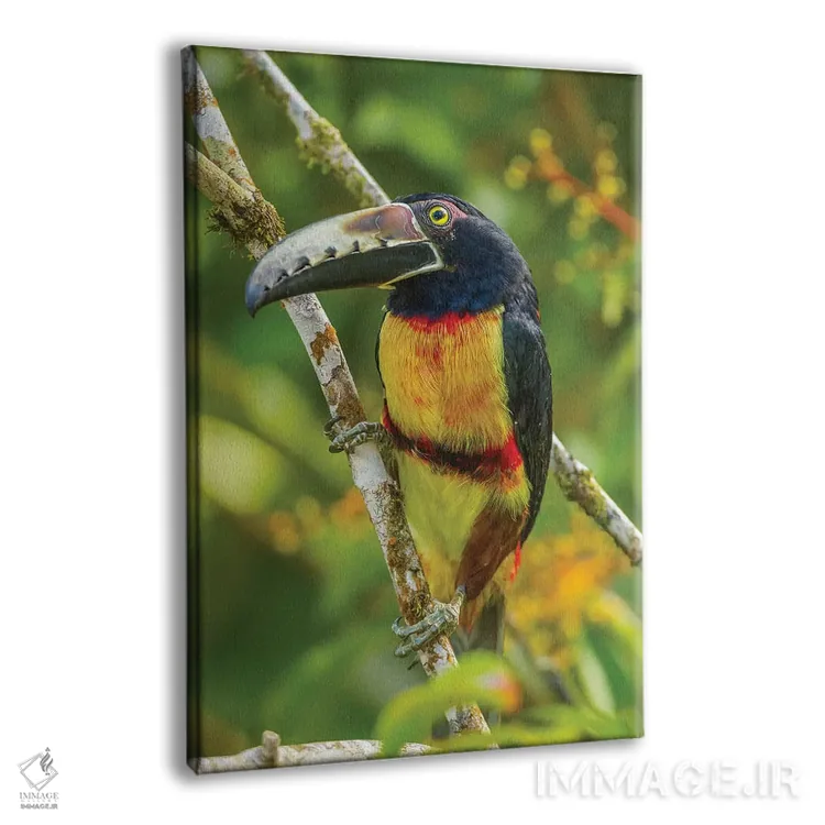 تابلو دکوراتیو La Selva Biological Research Station. Collared Aricari On Li… اثر جینز گالری - نمای پرسپکتیو محصول