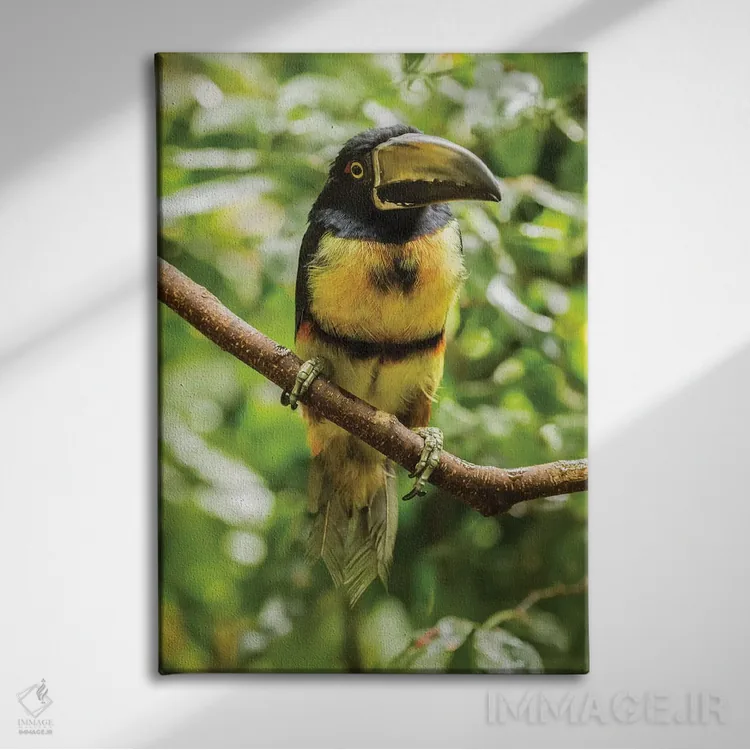 تابلو دکوراتیو La Selva Biological Research Station. Collared Aricari On Li… اثر جینز گالری - نمای روبهرو روی دیوار