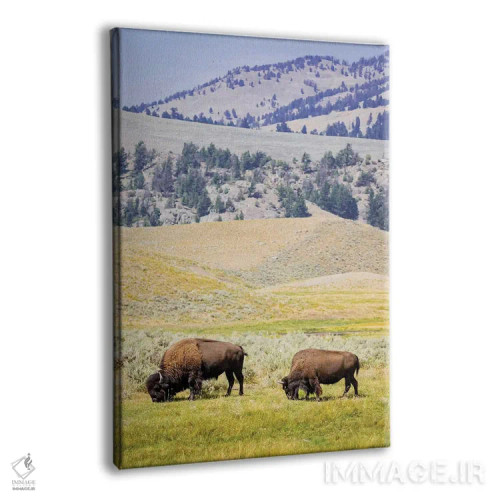 تابلو دکوراتیو Wyoming, Yellowstone National Park. Two buffalos in grassy f… اثر جینز گالری - نمای پرسپکتیو محصول