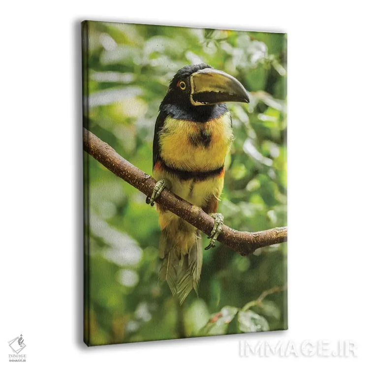 تابلو دکوراتیو La Selva Biological Research Station. Collared Aricari On Li… اثر جینز گالری - نمای پرسپکتیو محصول