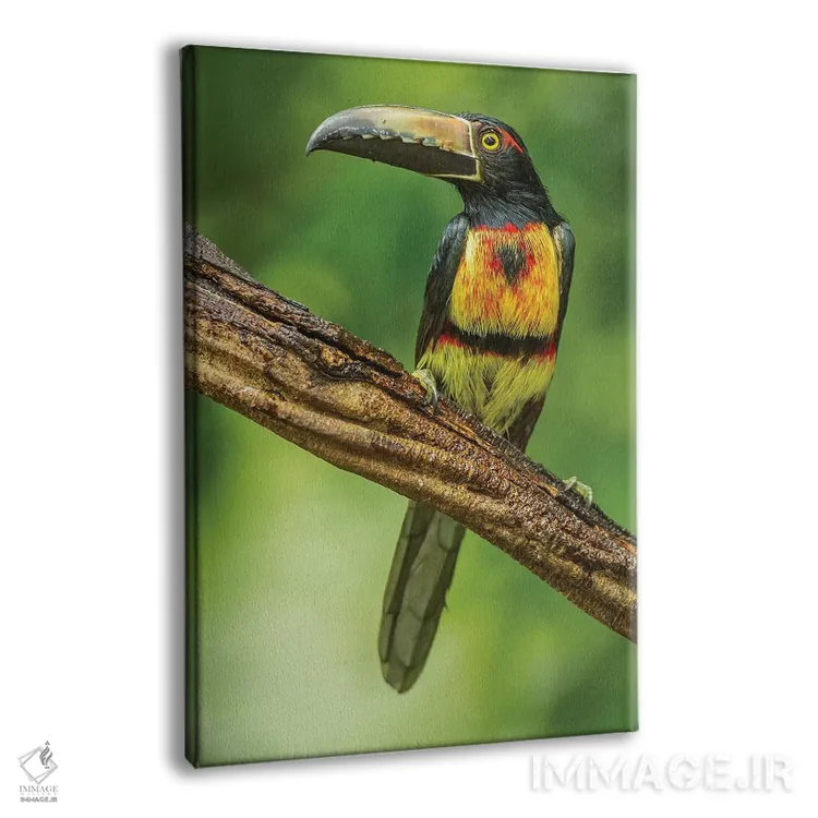 تابلو دکوراتیو Arenal. Bananaquit Feeding On Vervain.,کاستاریکا، آرنال. تغذ… اثر جینز گالری - نمای پرسپکتیو محصول
