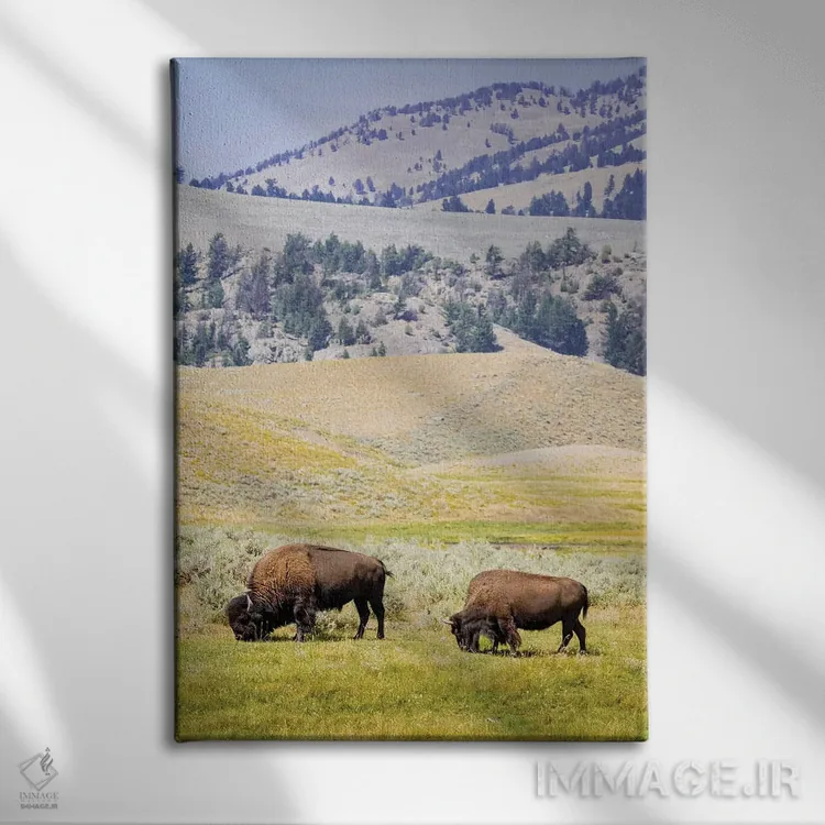 تابلو دکوراتیو Wyoming, Yellowstone National Park. Two buffalos in grassy f… اثر جینز گالری - نمای روبهرو روی دیوار