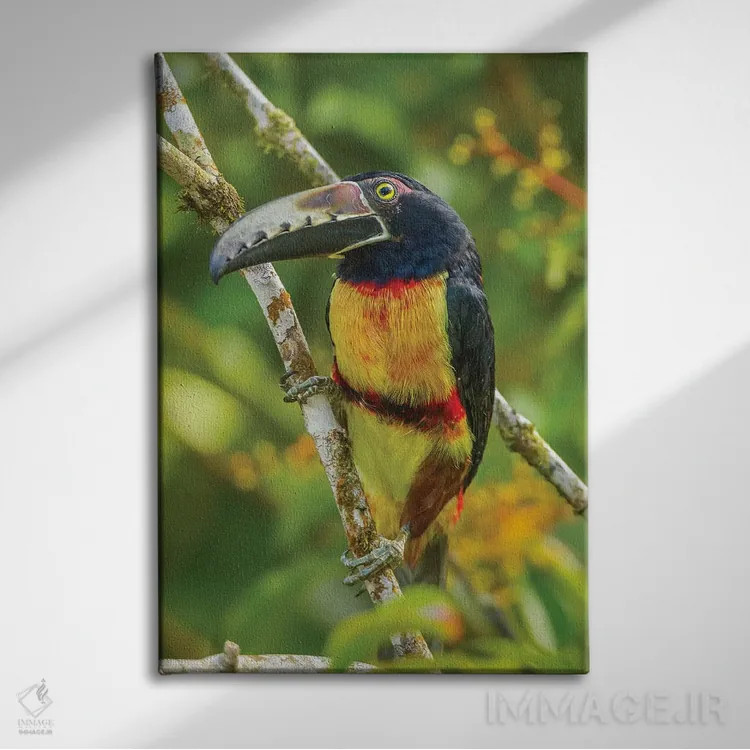 تابلو دکوراتیو La Selva Biological Research Station. Collared Aricari On Li… اثر جینز گالری - نمای روبهرو روی دیوار