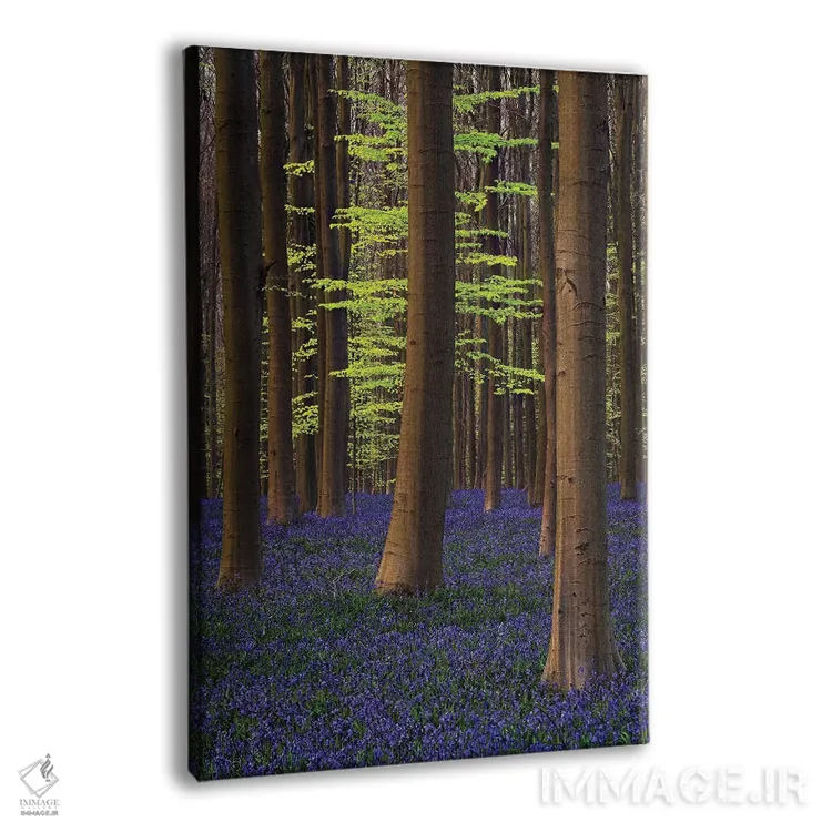 تابلو دکوراتیو بلژیک. جنگل هالر بوس با درختان و گل های بلو بل اثر جینز گالری - نمای پرسپکتیو محصول