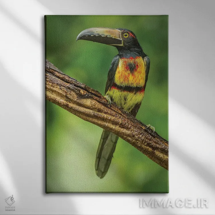 تابلو دکوراتیو Arenal. Bananaquit Feeding On Vervain.,کاستاریکا، آرنال. تغذ… اثر جینز گالری - نمای روبهرو روی دیوار