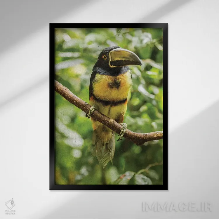 تابلو دکوراتیو La Selva Biological Research Station. Collared Aricari On Li… اثر جینز گالری - نمای قابدار مشکی