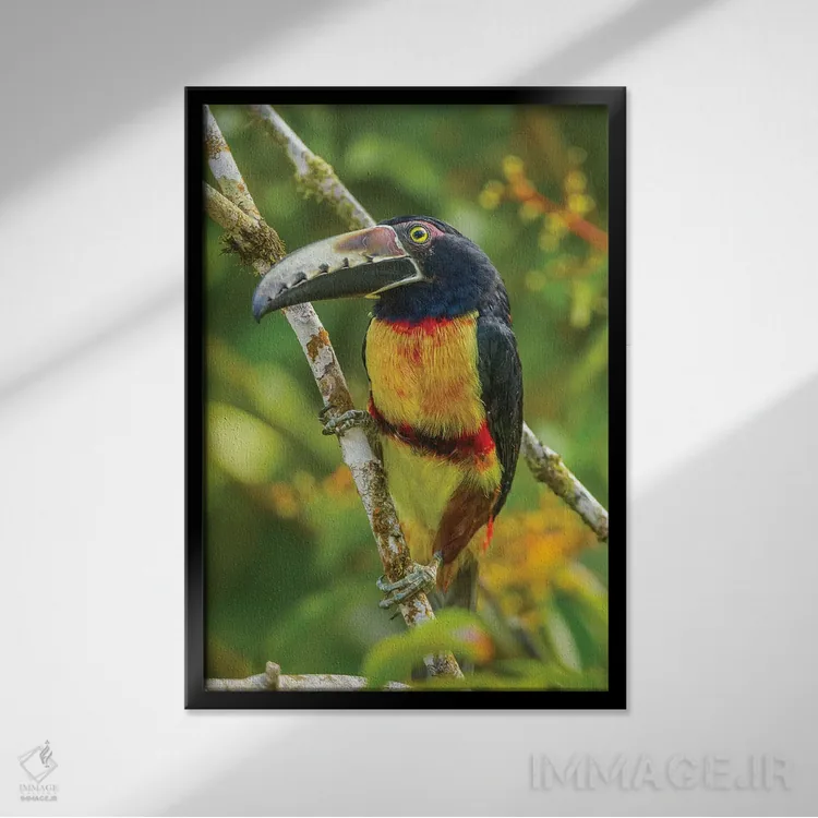 تابلو دکوراتیو La Selva Biological Research Station. Collared Aricari On Li… اثر جینز گالری - نمای قابدار مشکی