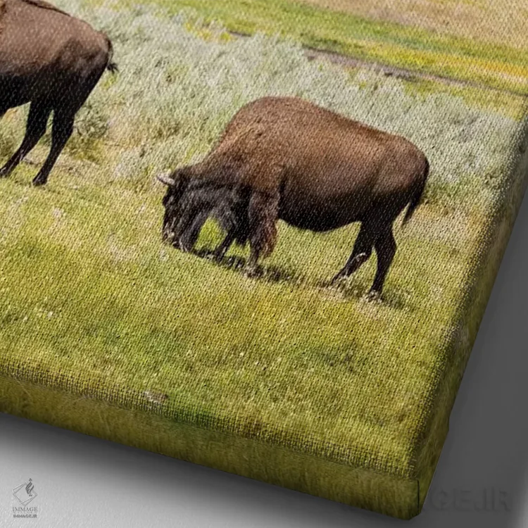 تابلو دکوراتیو Wyoming, Yellowstone National Park. Two buffalos in grassy f… اثر جینز گالری - نمای نزدیک بافت بوم
