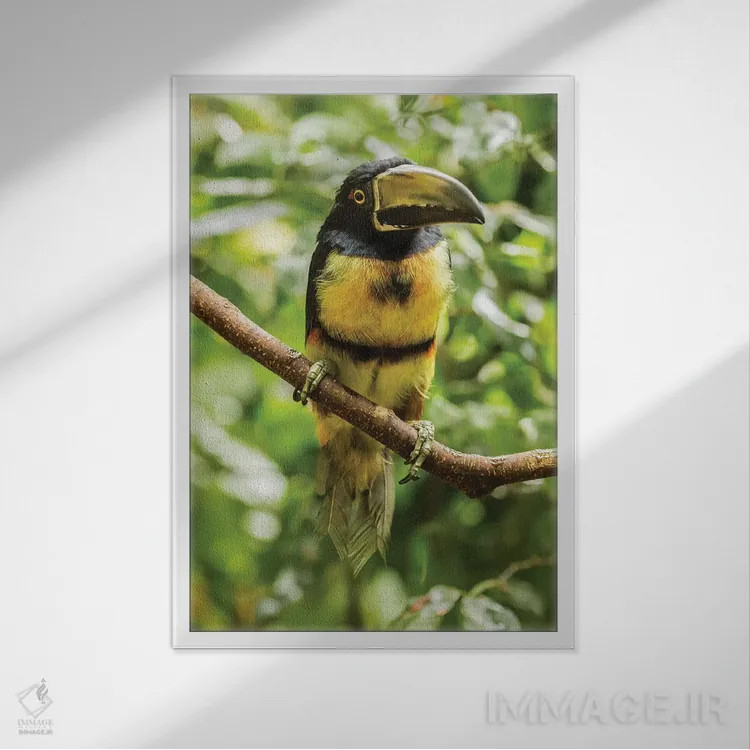 تابلو دکوراتیو La Selva Biological Research Station. Collared Aricari On Li… اثر جینز گالری - نمای قابدار سفید