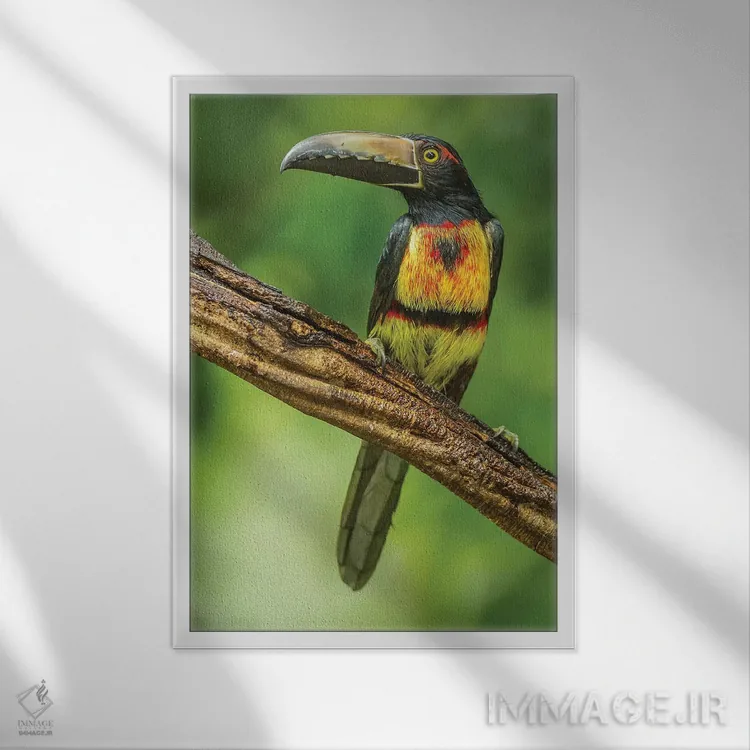 تابلو دکوراتیو Arenal. Bananaquit Feeding On Vervain.,کاستاریکا، آرنال. تغذ… اثر جینز گالری - نمای قابدار سفید