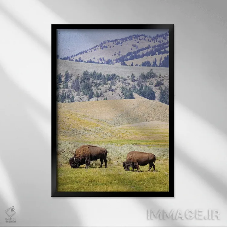 تابلو دکوراتیو Wyoming, Yellowstone National Park. Two buffalos in grassy f… اثر جینز گالری - نمای قابدار مشکی