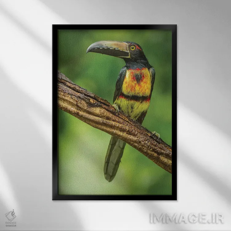 تابلو دکوراتیو Arenal. Bananaquit Feeding On Vervain.,کاستاریکا، آرنال. تغذ… اثر جینز گالری - نمای قابدار مشکی