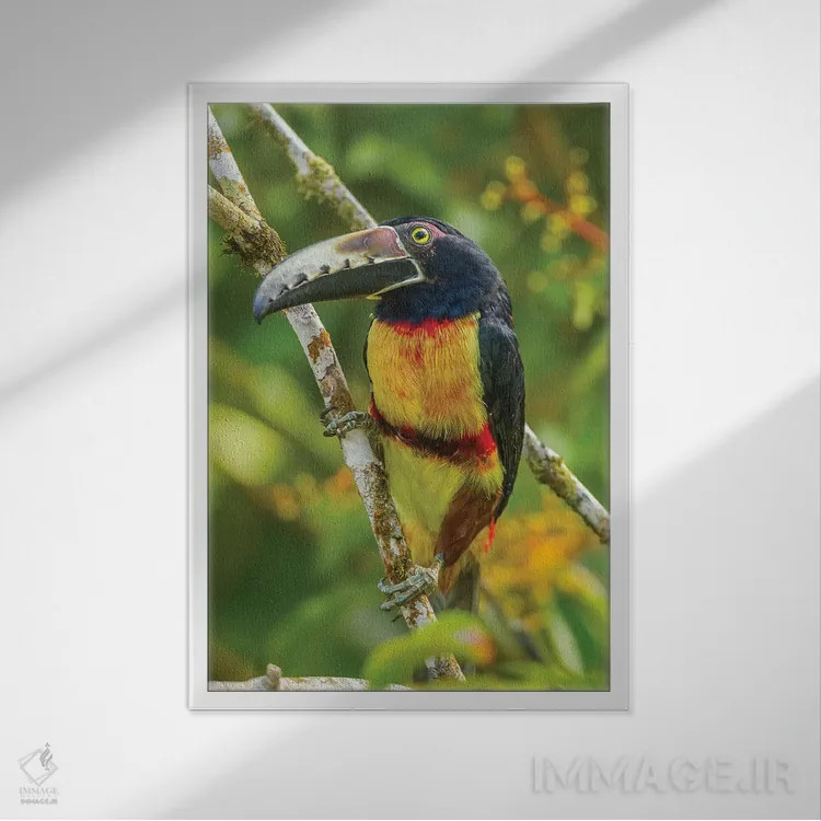 تابلو دکوراتیو La Selva Biological Research Station. Collared Aricari On Li… اثر جینز گالری - نمای قابدار سفید