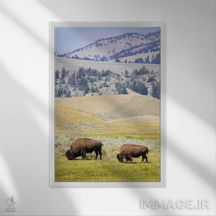 تابلو دکوراتیو Wyoming, Yellowstone National Park. Two buffalos in grassy f… اثر جینز گالری - نمای قابدار سفید