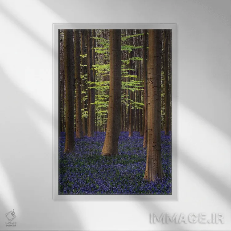 تابلو دکوراتیو بلژیک. جنگل هالر بوس با درختان و گل های بلو بل اثر جینز گالری - نمای قابدار سفید