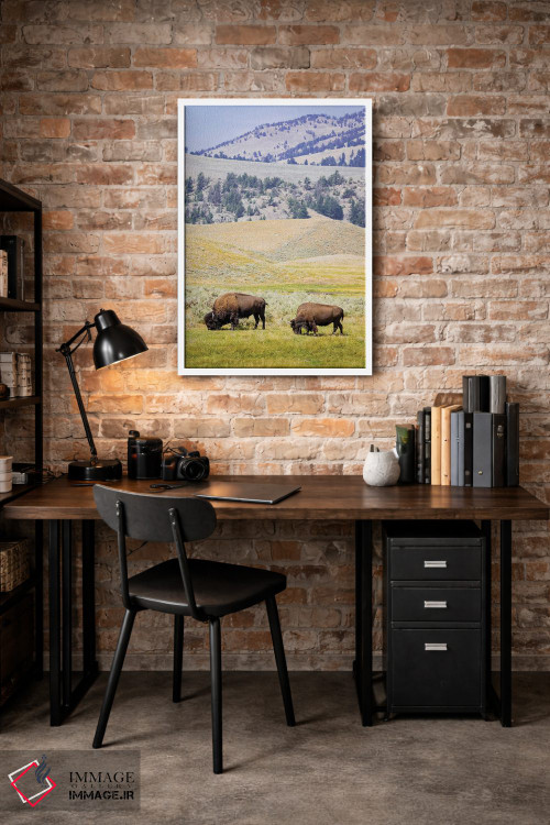 تابلو دکوراتیو Wyoming, Yellowstone National Park. Two buffalos in grassy f… اثر جینز گالری - D2W