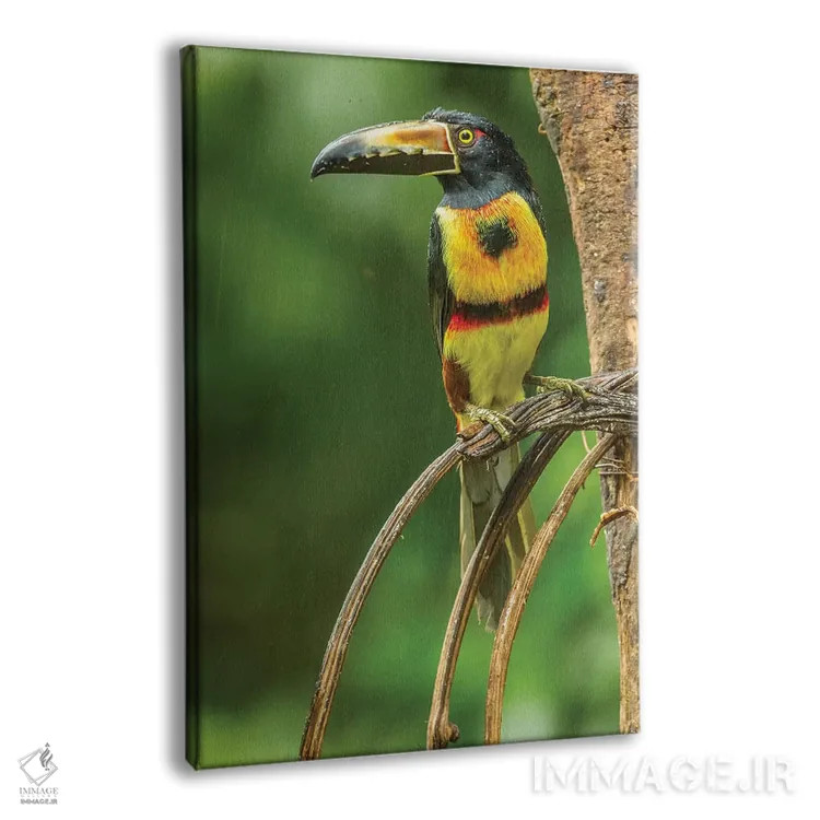تابلو دکوراتیو La Selva Biological Research Station. Collared Aricari On Li… اثر جینز گالری - نمای پرسپکتیو محصول