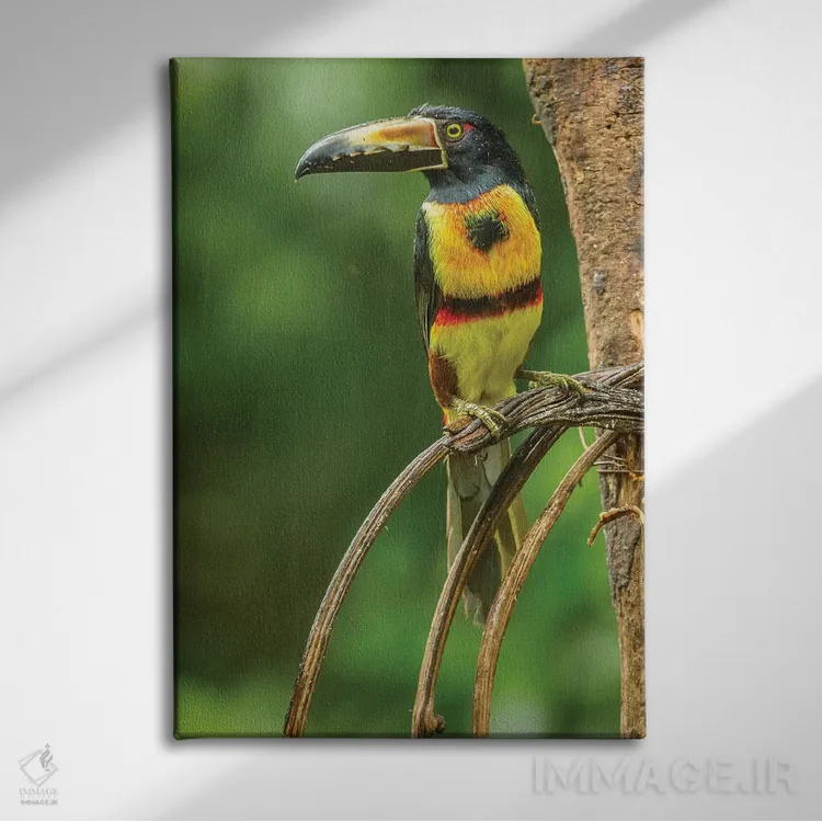 تابلو دکوراتیو La Selva Biological Research Station. Collared Aricari On Li… اثر جینز گالری - نمای روبهرو روی دیوار