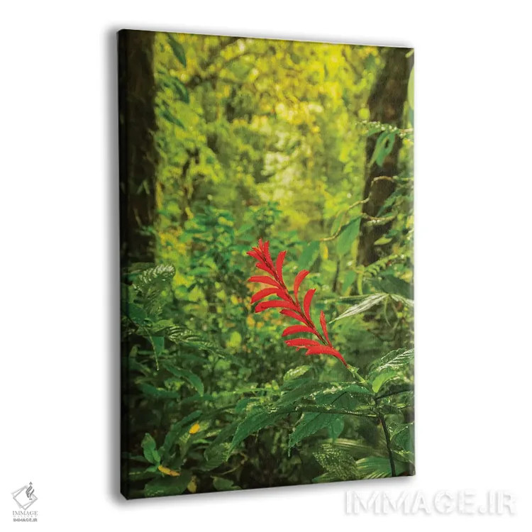 تابلو دکوراتیو Monte Verde Cloud Forest Reserve. Rainforest Scenic.,کاستاری… اثر جینز گالری - نمای پرسپکتیو محصول