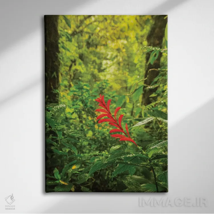 تابلو دکوراتیو Monte Verde Cloud Forest Reserve. Rainforest Scenic.,کاستاری… اثر جینز گالری - نمای روبهرو روی دیوار