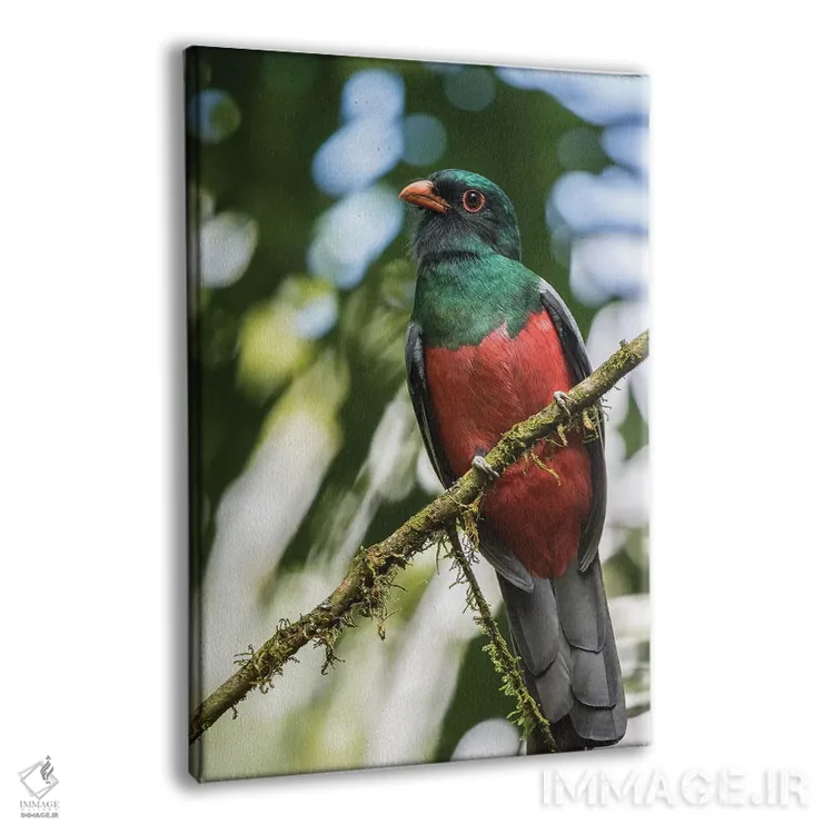 تابلو دکوراتیو La Selva Biological Station. Slaty-Tailed Trogon On Limb.,کا… اثر جینز گالری - نمای پرسپکتیو محصول