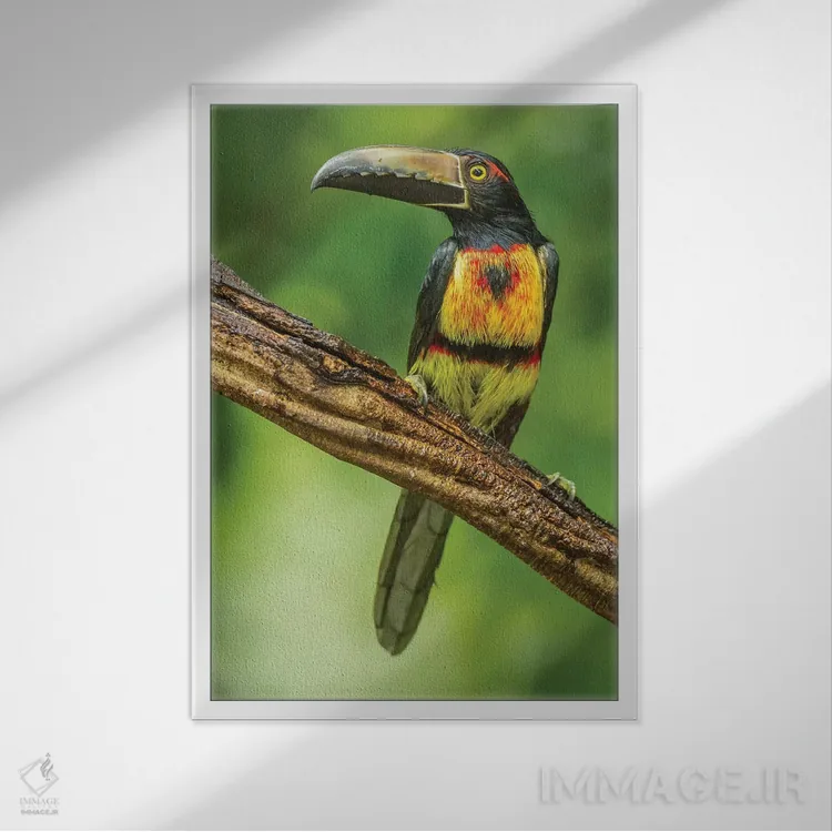 تابلو دکوراتیو La Selva Biological Research Station. Collared Aricari On Li… اثر جینز گالری - نمای قابدار سفید