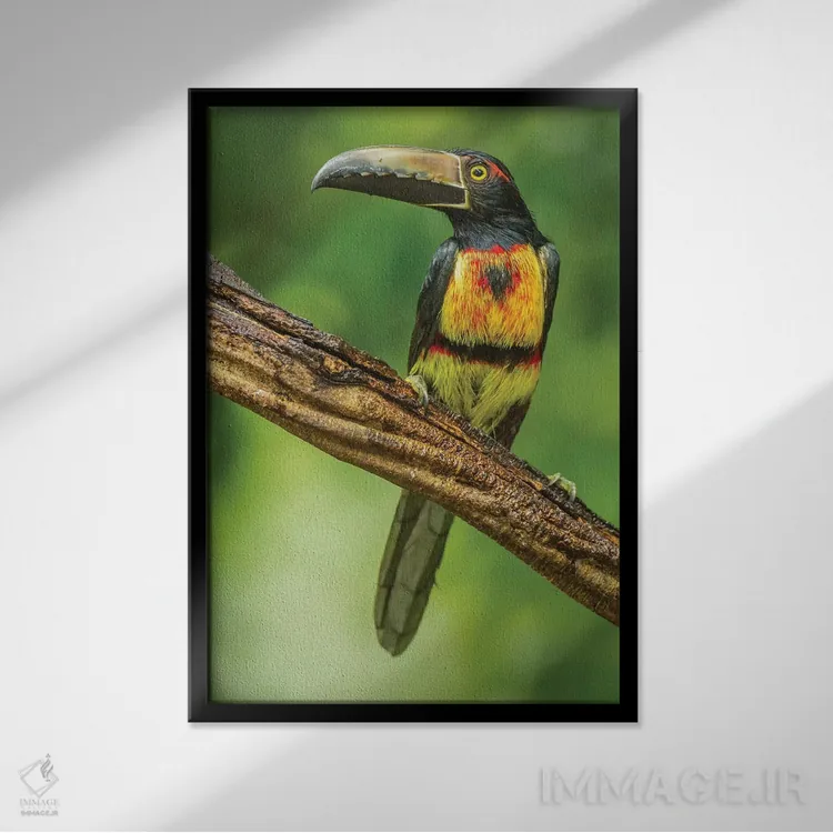 تابلو دکوراتیو La Selva Biological Research Station. Collared Aricari On Li… اثر جینز گالری - نمای قابدار مشکی