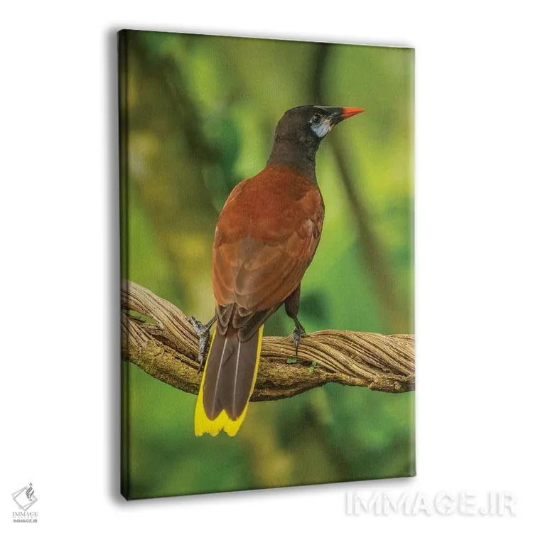 تابلو دکوراتیو Sarapiqui River Valley. Montezuma Oropendola Bird On Vine.,ک… اثر جینز گالری - نمای پرسپکتیو محصول