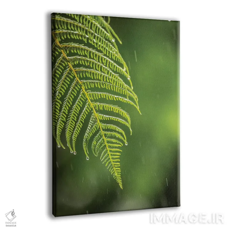 تابلو دکوراتیو Sarapique River Valley. Fern In Rain.,کاستاریکا، دره رود سرپ… اثر جینز گالری - نمای پرسپکتیو محصول