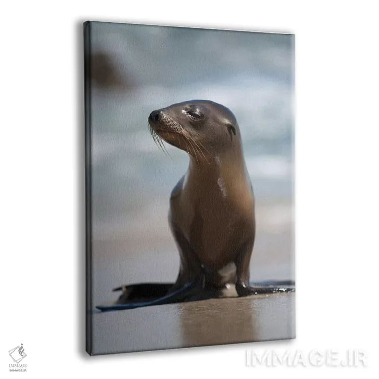 تابلو دکوراتیو California, La Jolla. Baby sea lion on beach.,آمریکا، کالیفر… اثر جینز گالری - نمای پرسپکتیو محصول