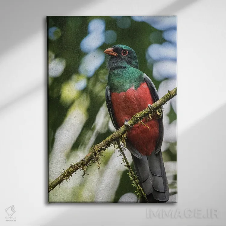 تابلو دکوراتیو La Selva Biological Station. Slaty-Tailed Trogon On Limb.,کا… اثر جینز گالری - نمای روبهرو روی دیوار