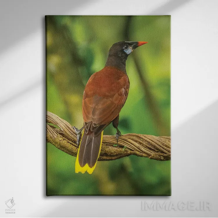 تابلو دکوراتیو Sarapiqui River Valley. Montezuma Oropendola Bird On Vine.,ک… اثر جینز گالری - نمای روبهرو روی دیوار