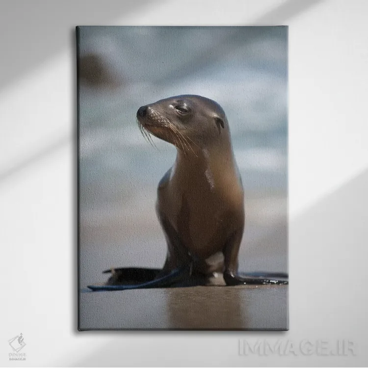 تابلو دکوراتیو California, La Jolla. Baby sea lion on beach.,آمریکا، کالیفر… اثر جینز گالری - نمای روبهرو روی دیوار